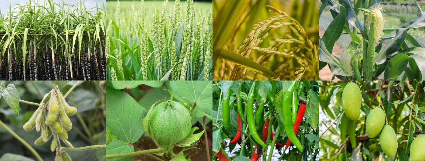 Atul's official crop montage of sugarcane, wheat, rice, maize, soybean, cotton, chilli and mango