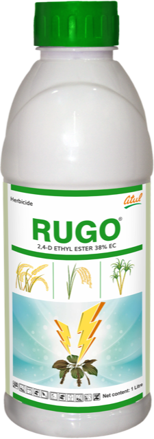 Rugo pack