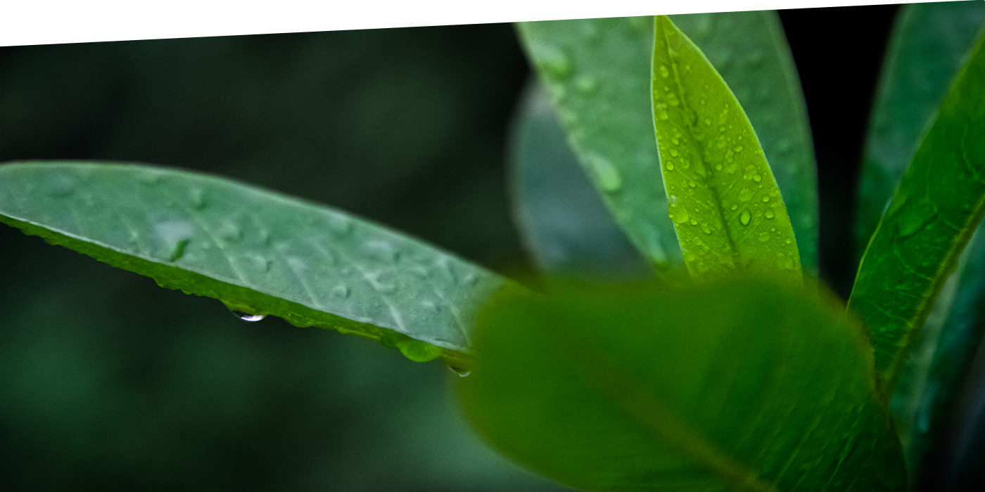 Dew-covered green leaves from Atul's official Products section