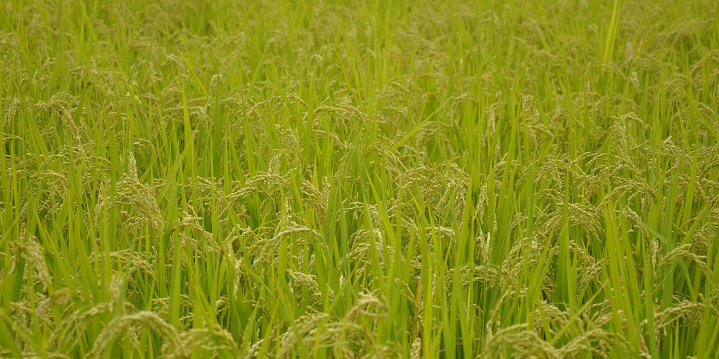 Rice field from Atul's official Industries served section